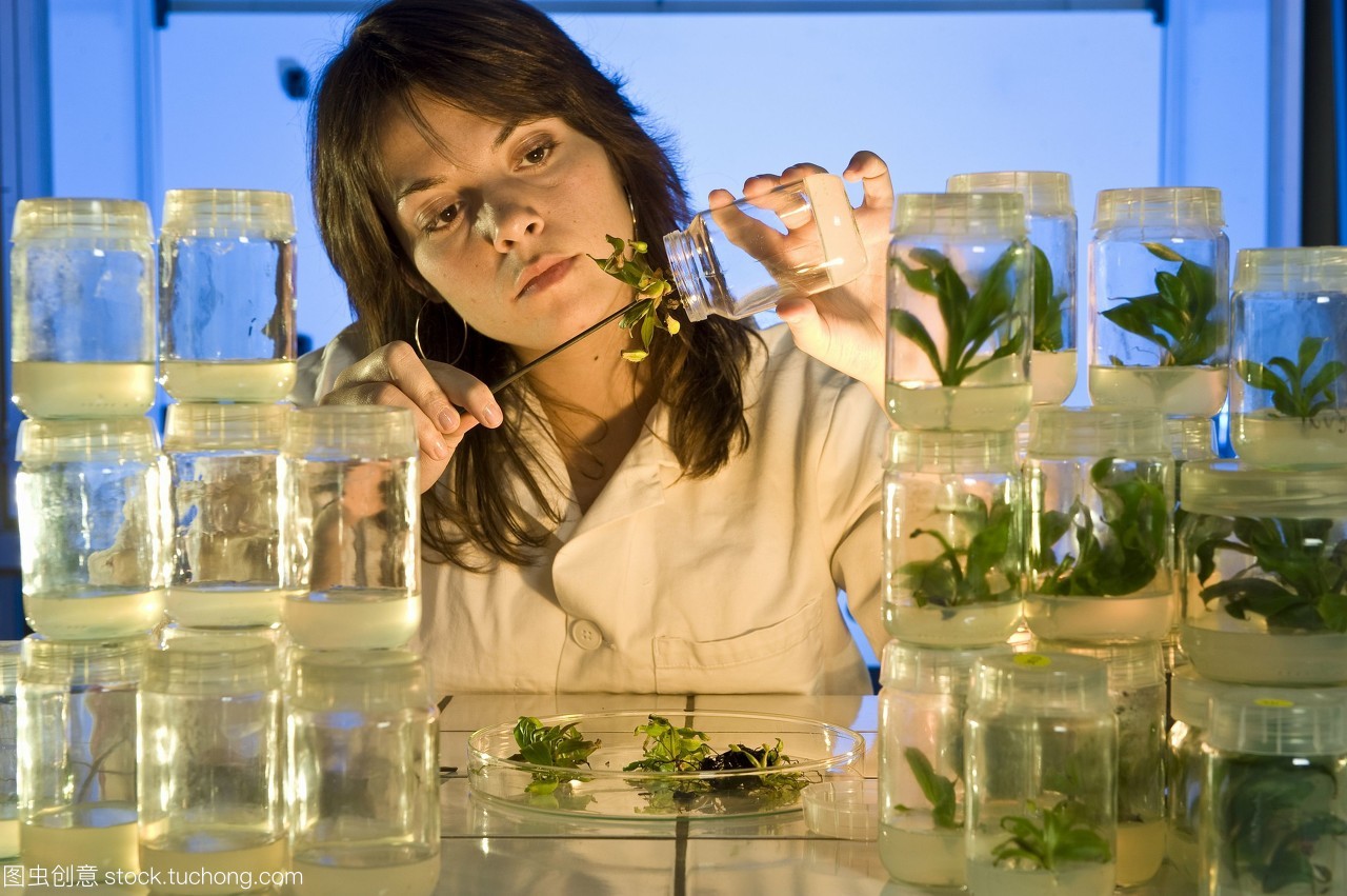 植物遺傳學(xué)研究 豬籠草（Nepenthes）基因改造與重組蛋白生產(chǎn)