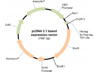 結(jié)構(gòu)生物學(xué)視角下的293F懸浮細(xì)胞表達(dá)系統(tǒng) 在重組蛋白研究中的關(guān)鍵作用